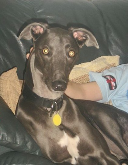 A shiny silver dog with a white chest, rose ears and a long thin muzzle with a black nose laying down