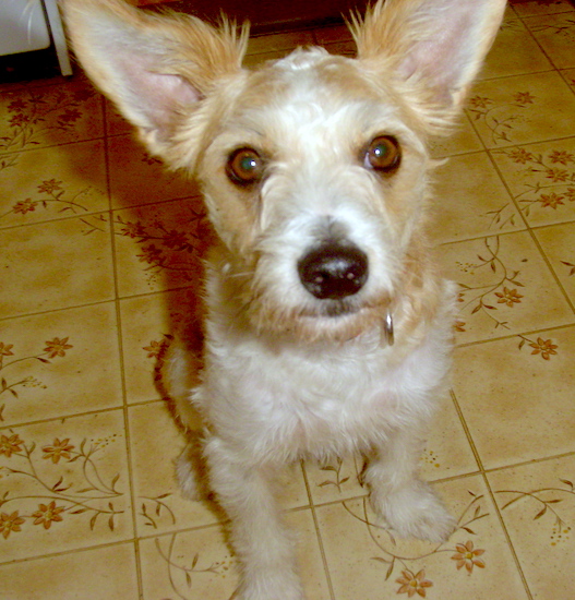 Close up front view - A large-perk-eared, tan Fo-Chon puppy is sitting on a tan tiled floor that has flowers on it looking up.