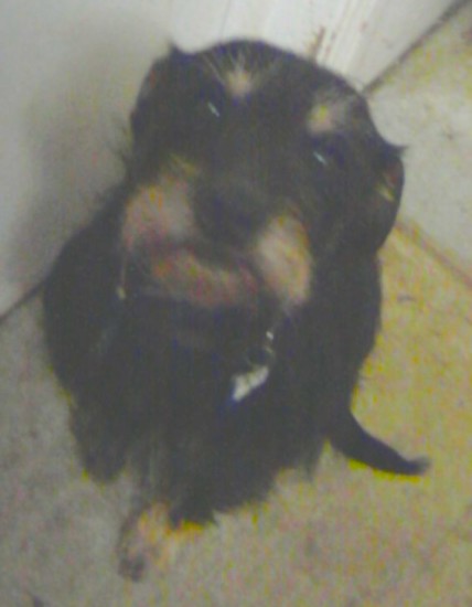 A small black dog with tan longer hairs on his snout, above each eye and on his paws sitting down looking up