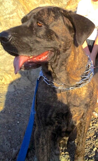 An extra large dark brown brindle dog with a black face, brown droopy eyes and large dewlaps standing outside in the sun