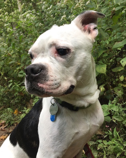 A white and black dog with ears that stand up and fold down at the tips, a short wide muzzle, large black nose with black eyes sitting down looking to the left