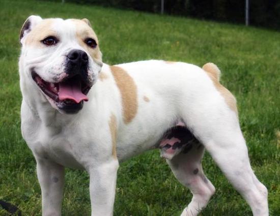 A wide-chested, muscular white dog with tan spots and a docked short tail standing in grass