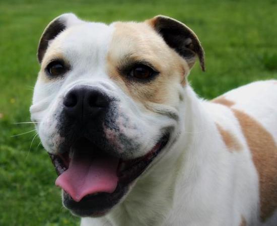 A white and tan dog with a big head, a large pink tongue, dark eyes, rose ears and wrinkles under his eyes outside in grass smiling