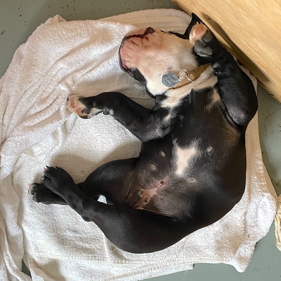 A little black and white puppy sleeping belly up looking like a piglet with a wide rib cage