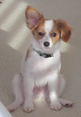 A little fawn and white puppy with a symmetrical face, wide dark eyes and a black nose sitting down