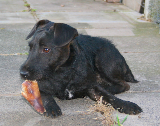 A small black terrier looking dog with ears that fold over in the front in a v-shape and brown eyes chewing on a pig ear