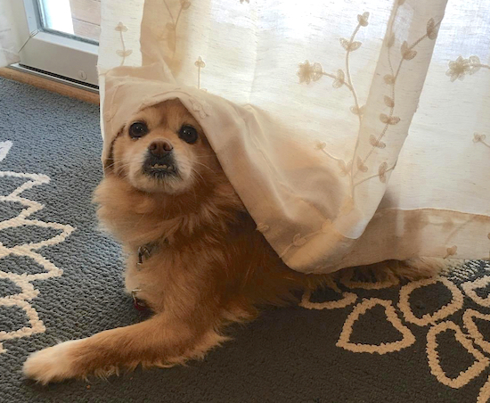 A little tan dog with an udnerbite poking out from behind a white curtain in front of a sliding glass door