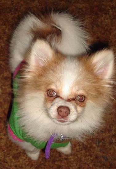 A little fluffy orange and white dog with small ears, tan eyes with eye goobers connecting them standing up wearing a green and hot pink shirt