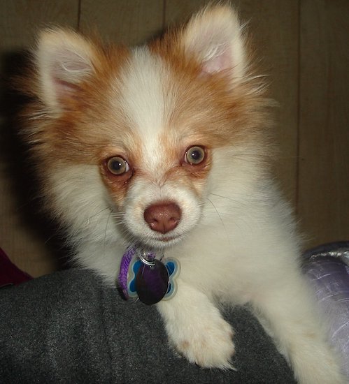 A red and white small dog with perk ears, wide round eyes and a brown nose sitting down 