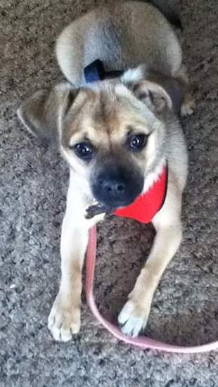 A small tan with black highlights laying down wearing a harness and a pink leash