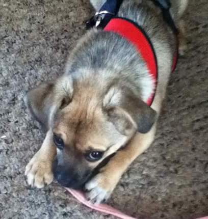 A tan and black small breed dog with black eyes and a black nose laying down