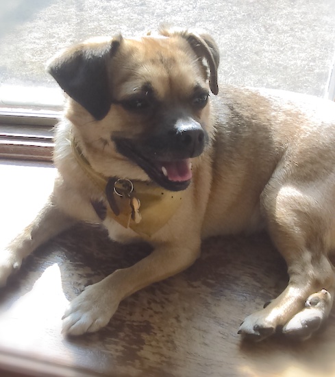 A little tan dog with black v- shaped ears and a black snout laying dow n in a window sill