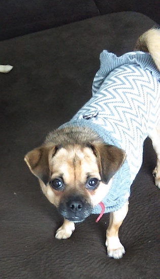 A little tan and black dog wearing a blue and white sweater