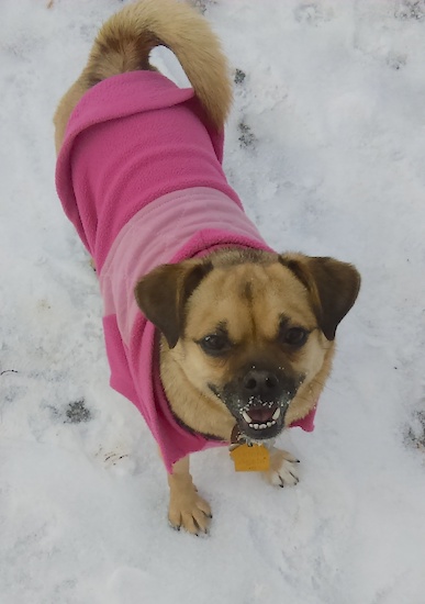 A small tan and black puppy with a ring tail, dark ears that hang to the sides, dark eyes and a black snout standing in snow