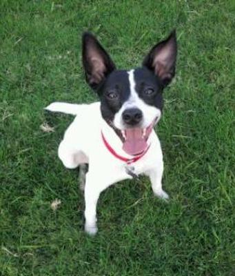 A black and white bi-colored dog with a symmetrical face with large black ears, a black nose and a white body sitting down in the grass