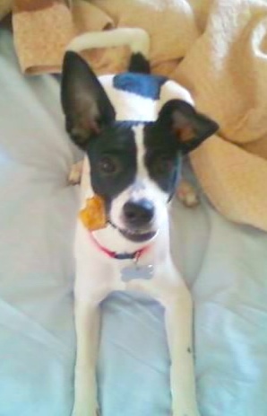 A black and white colored dog with large ears, one that stands up and one that folds over at the tip laying on a bed with a yellow flower in her mouth