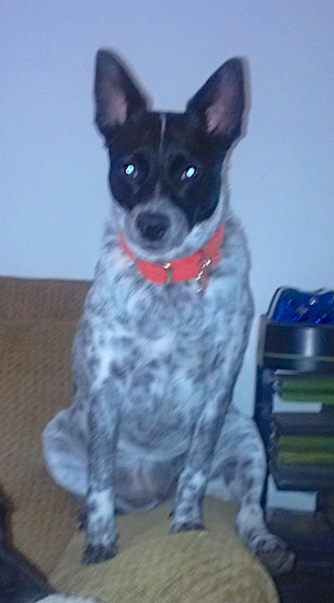 A wide-chested white ticked dog with a black head and a white stripe down the middle of his head, perk ears sitting on the end of a couch arm