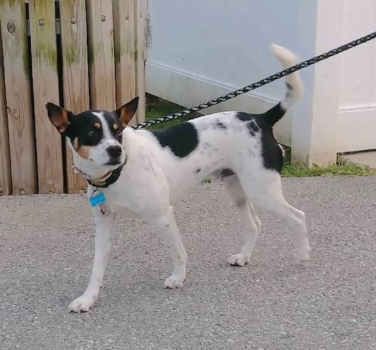 A white, black and tan dog with black spots on his white back, a wide forehead with wide-set ears looking to the right