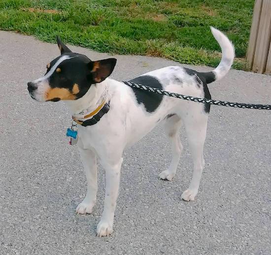 A tricolor white, black and tan dog wiht black ticking on his hindquarters and tail, wide-set ears, a black nose and black lips standing outside