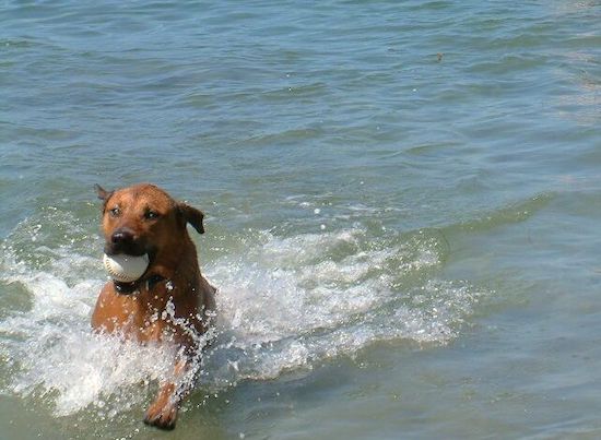 A red, fawn and black dog splashing through water with a soft ball in her mouth