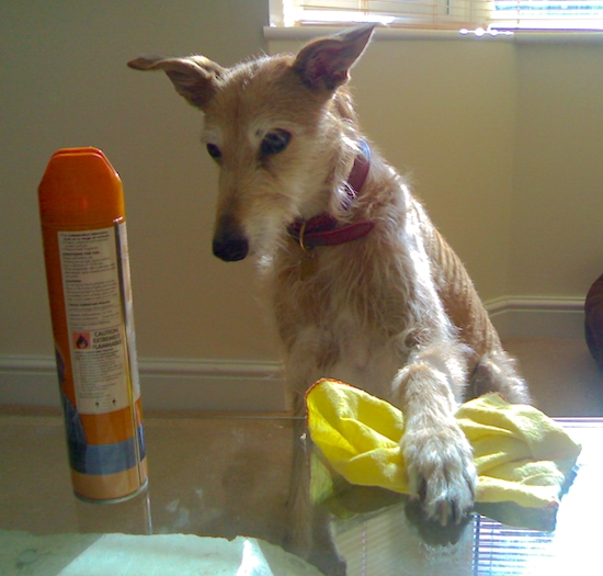 A wiry-looking fawn-tan dog with white highlights with ears that stand out to the sides and a long muzzle with a black nose dusting a table