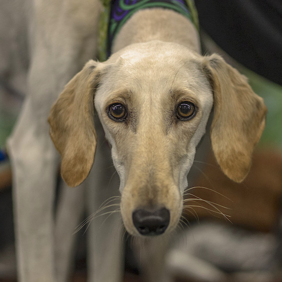 Front view of a close-up image of a tan and cream colored dog with round brown eyes and a long thin muzzle with a black nose