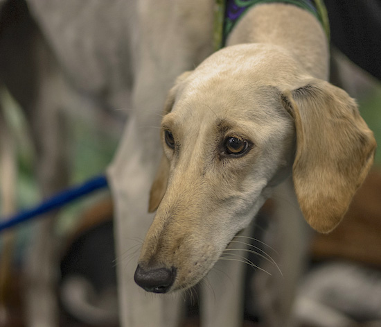 Close up of a tan dog with darker cream ears that hang to the sides and a long narrow muzzle with a black nose and brown eyes looking to the left