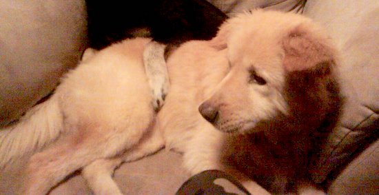 A blonde colored dog with darker tan ears and a brown nose laying down on a couch