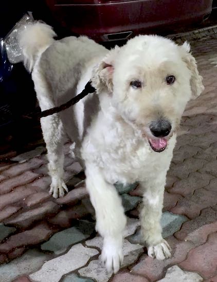 A white dog with a wavy, shaved coat, a large black nose and dark eyes standing on a brick walkway at night