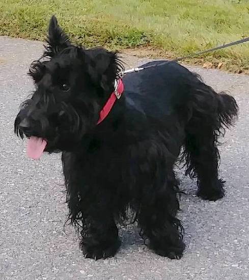 A solid black long haired dog with a long muzzle, a black nose and a pink tongue wearing a red collar