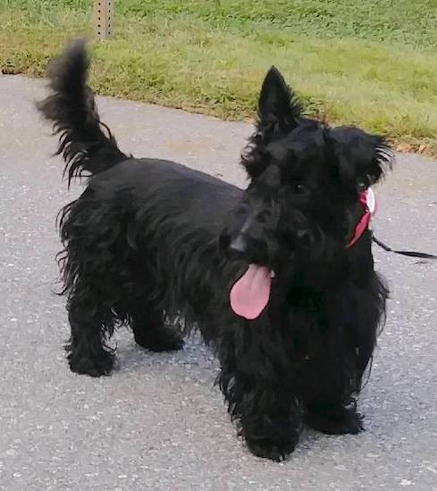 A solid black dog with shorter hair on her back and longer hair on her undersides with a long snout and a pink tongue standing outside