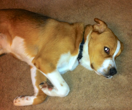 A tan and white dog laying down on his side on a tan carpet