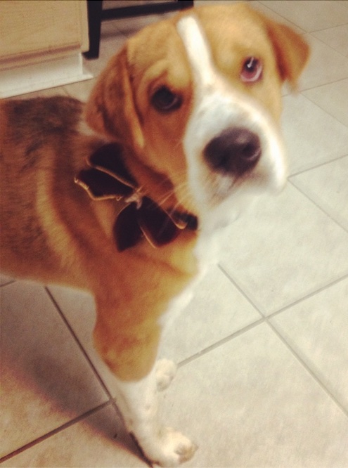 A fawn and white dog with a large black noes and brown droopy eyes standing in a kitchen