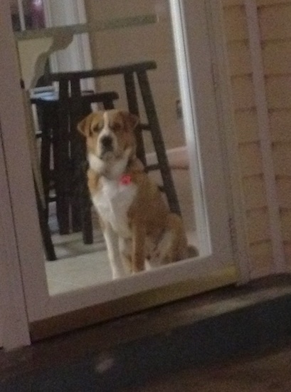 A large tan and white dog with a symmetrical face and small ears that hang to the sides sitting down inside a house looking out a glass door window