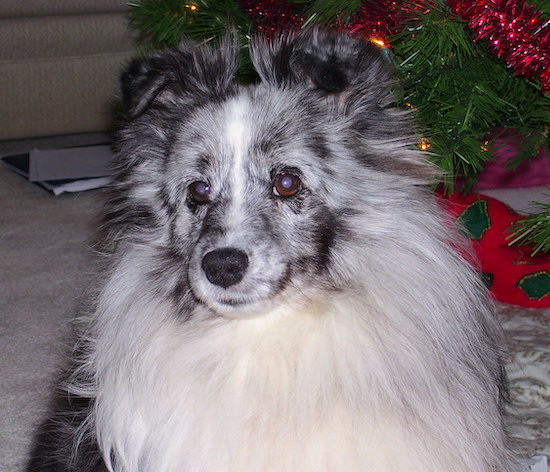 A black, gray-blue and white dog with a thick long coat and small stand up fold over v-shaped ears sitting in front of a Christmas Tree