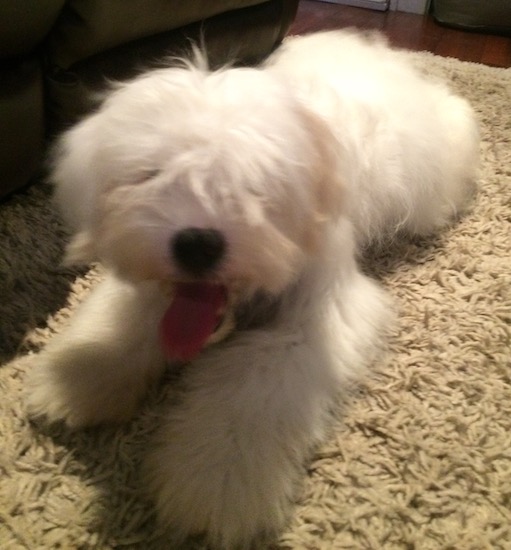 A fluffy, white, soft-coated little dog laying down with hair covering his eyes