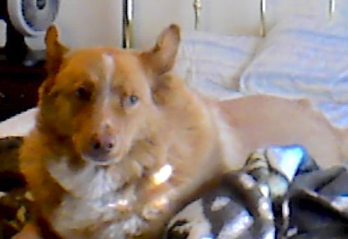 A thick-coated red and white colored dog with stand up ears that are pinned back laying on a person's bed