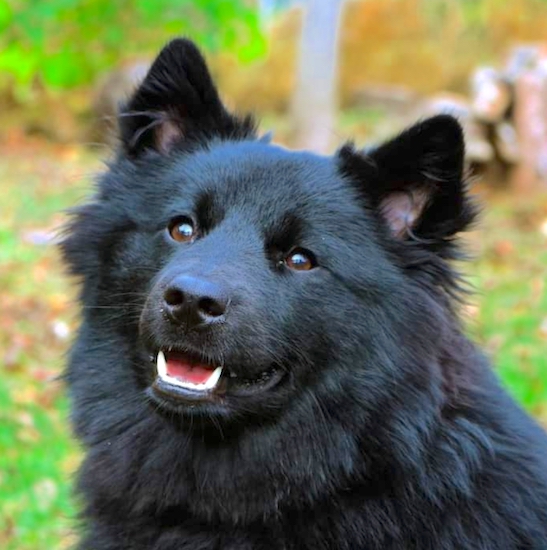 Close up head shot of a thick-coated shiny, black dog with small v-shaped ears that stand up to a point, brown eyes and a black nose