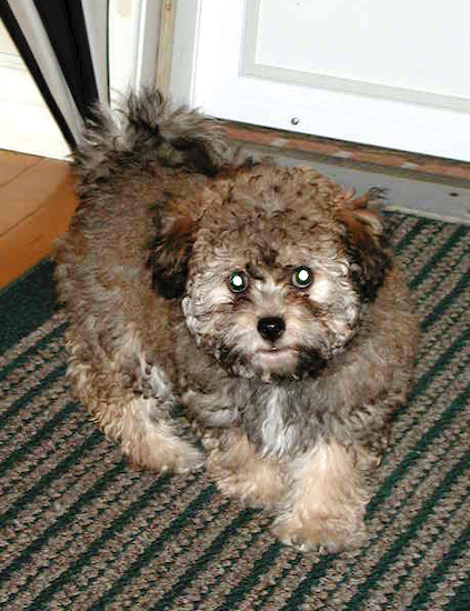 A small, fluffy little tan, cream and black puppy with a black nose and a fanned out tail that curls over her back