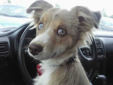 A small, blue-eyed tan, merle puppy with a brown nose and rose, fringe ears sitting in the drivers seat of a car