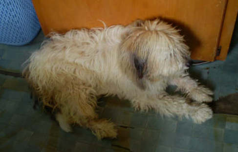 A thick-coated dog with long wavy fur with black tipped ears laying down on a green floor