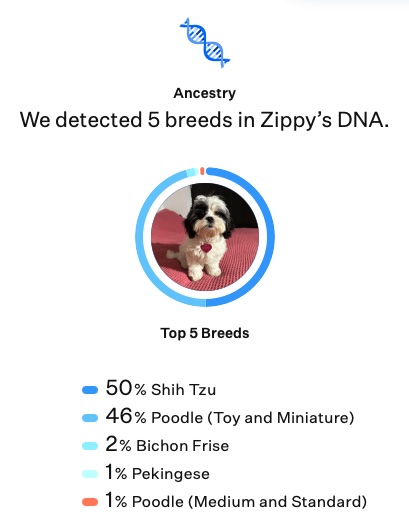 The DNA results of a dog sitting on a pink bed with the stats below the picture