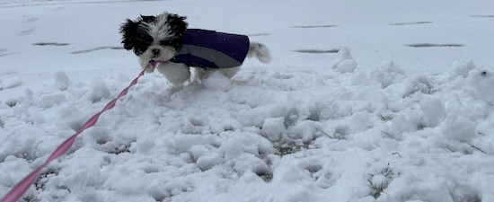 Action shot, a small breed dog running and jumping in snow