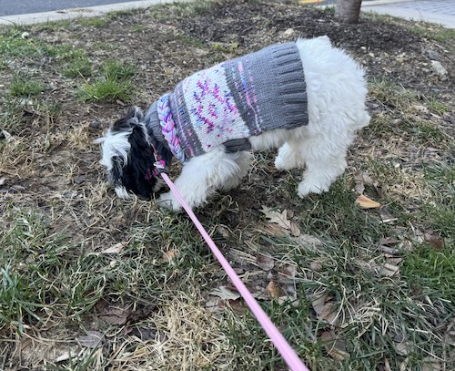 A little fluffy white and black puppy wearing a gray and pink sweater smelling the ground