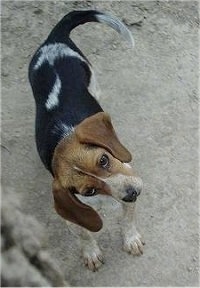 Tiny the Beagle standing in sand