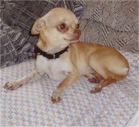 Rufus the tan Chihuahua is laying on a couch and there is a person behind it