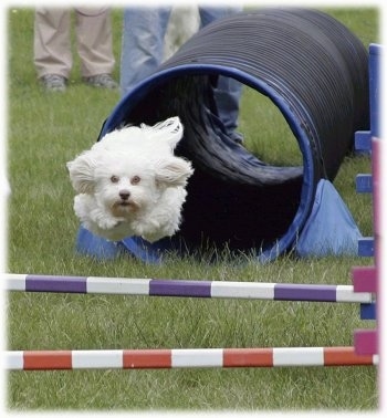 A Havanese Dog just ran though an agility tube and is in mid-air jumping over a bar obstacle in a field