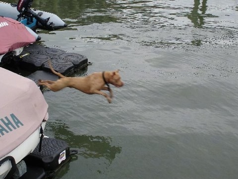 Dro the Pit Bull is in mid-air jumping off of a boat into a body of water