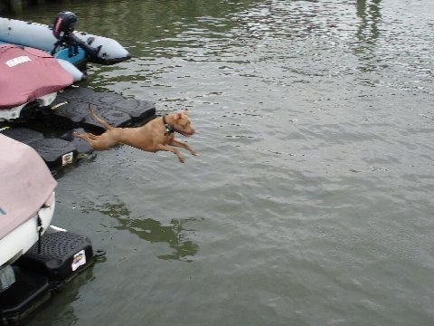 Dro the Pit Bull in the air as it is jumping off of a boat into a body of water
