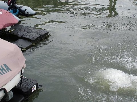 Dro the Pit Bull Splashing into a Body of water